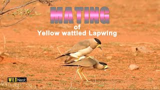 Yellow wattled Lapwing mating [upl. by Kcuhc749]