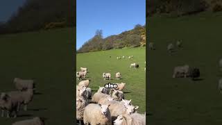 Border Collie shepherd dog leads sheep herd skillfully [upl. by Georgi]