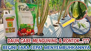 INI PENYEBAB DAUN CABE MENGUNING DAN CARA PEMULIHANNYA [upl. by Dinny]