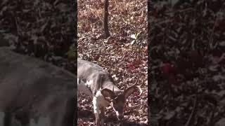 PASSED A PIEBALD NICE BUCK deer deerhunt huntingequipment hunting deerhunter huntinggear [upl. by Haldeman]