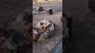 Petrified Forest National Park [upl. by Harley931]