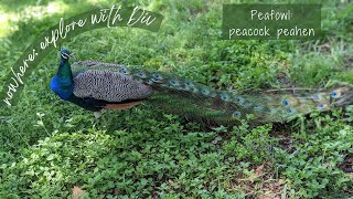 Peacock peahen peafowl [upl. by Ys]