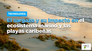 El sargazo y su impacto en el ecosistema marino y las playas caribeñas [upl. by Elroy]