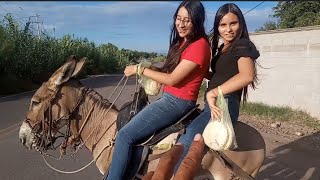 dos caballerangas muy hermosas y sus costumbres de un ranchero en las grullas Ahome Sinaloa 💯 🇲🇽 [upl. by Adaurd]