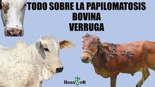 PAPILOMATOSIS BOVINA VERRUGA EN LAS VACAS [upl. by Nibas314]