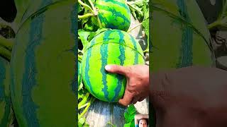 Enjoy Beautiful Dried Persimmon Fruit fruitcutting fruit youtube shorts shortvideos [upl. by Eisen]