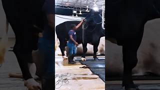 Gigantic Holstein Friesian bull from Brownies Ranch towers over its fivefoot handler [upl. by Kirsti]