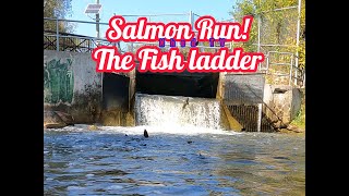 Salmon Run nature salmonrun fishing asmr live [upl. by Seys]