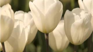 White Tulips  Beautiful Pictures Of White Folwers  Phula Pics [upl. by Adok]