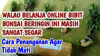 PENANGANAN BIBIT BONSAI BERINGIN KIMENG BOXSUS ELEGAN KOMPAKTA ONLINE [upl. by Neisa132]