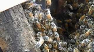 Honey Bees Festooning [upl. by Tips]