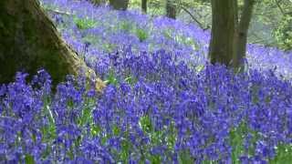 BLUEBELL WOODS in Northwest England [upl. by Ynnhoj]