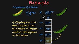 TwoGene Test Cross Explained [upl. by Fabozzi]