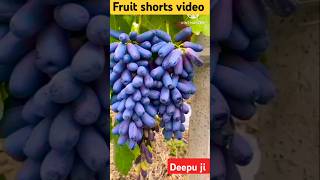 Enjoy Beautiful Sweets Jackfruit 🍐 shorts youtubeshorts fruit [upl. by Nissa]