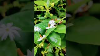 Parijatha flower Nightflowering jasmine plant 🌿 flowers plants jasmin nature gardenflowersvlog [upl. by Ahmar]