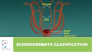 ECHINODERMATA CLASSIFICATION [upl. by Arch]