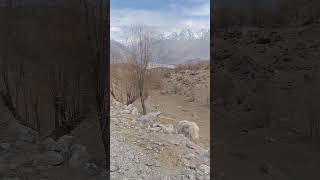 Wild Animal Yak Yakmo Baltistan Khpolu Broqh Hanjor [upl. by Trix]