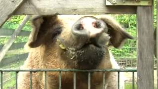 animal mix animal compilation Cow donkey farm animals [upl. by Link]