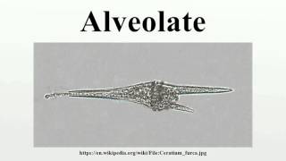 Alveolate [upl. by Afrikah]