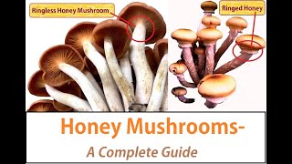 Honey Mushrooms Hunting Guide Armillaria species edibility identification health benefits [upl. by Ugo]