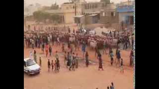 Les boeufs de Cheikh Bethio au magal Touba 2013 [upl. by Iah]