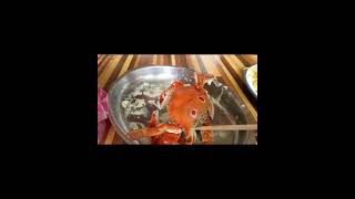 三點蟹的聲音  sound of threespot swimming crab [upl. by Marnia]