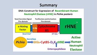 Recombinant Human Neutrophil Elastase Expression in Pichia pastoris [upl. by Assirrec26]