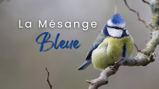 Au cœur de la nature  Lincroyable vie de la Mésange bleue  4K [upl. by Ainnet]