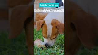 🐕Las 5 enfermedades más comunes de los PERROS 🐶 [upl. by Zetra917]