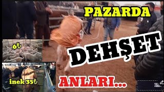 PAZARDA DEHŞET ANLARI  21 KASIM 2024 Çubuk Canlı Hayvan Pazarı  Küçükbaş ve Büyükbaş Fiyatları [upl. by Atinet567]