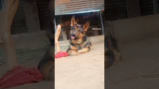 Bahadur🐶 germanshepherd shorts dog joshbrar terebin funny reaction cute buzookingigk4evrt [upl. by Leffert]