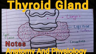 Notes of Thyroid Gland  Anatomy And Physiology [upl. by Evangelia]