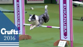 Agility  Championship Final  Crufts 2016 [upl. by Oehsen622]