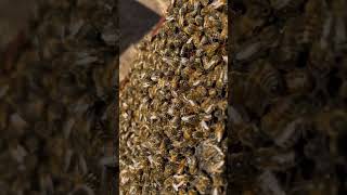 Golden HourGolden Bees savethebees beekeeping shorts kingofbees [upl. by Zantos]