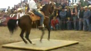 Caballo Bailando Juan Colorado  El gavilan de jalisco [upl. by Aba]