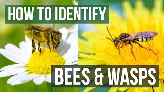 Bee or Wasp How to Identify Bees and Wasps [upl. by Tenaj]