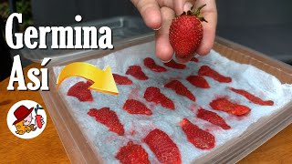 Germina Semillas de FRESAS con este método infalible [upl. by Connelley]