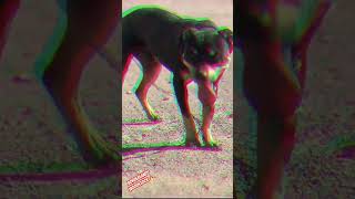 borderlandkennels apbt dogland pitbull gamedog doglife pitbulldog dogman [upl. by Aleciram188]