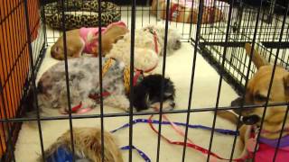 FOCHP Pet Adoption Event at Petco in Lake Forest [upl. by Corel]