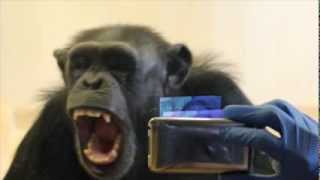 Matthew Campbell and Frans de Waal Chimpanzee Empathy Study [upl. by Akamahs]