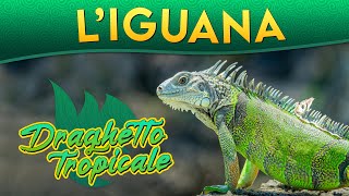 LIguana draghetto tropicale ► Puntata 129 [upl. by Akeirahs110]