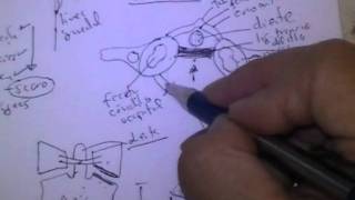 ANATOMIA 20 COLUMNA VERTEBRAL 23 [upl. by Clein621]