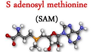 S adenosyl methionine SAM [upl. by Nyladnarb178]