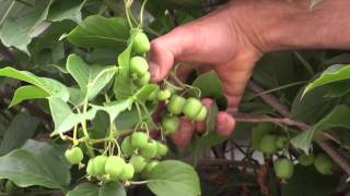 How to grow Hardy Kiwi [upl. by Teteak]