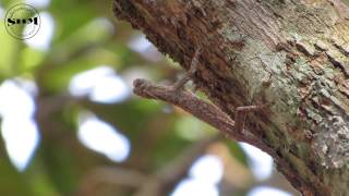 กิ้งก่าบินปีกส้ม Orangewinged Flying Lizard [upl. by Asi]