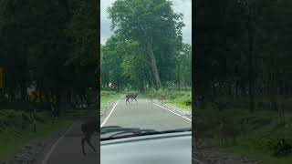 quotAntelope Crossing the Road at Bandipur Tiger Reserve  wildlifejourney bandipurnationalpark [upl. by Annaihs537]