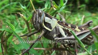 Giant American bird grasshopper Schistocerca americana [upl. by Cyprus]