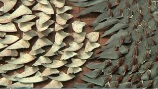 Photos of shark fins spark outcry [upl. by Raimundo]