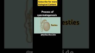 Full Process of Spermatogenesis spermatogenesis neetbiologyshort shortbiology [upl. by Novart]