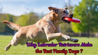 Why Labrador Retrievers Make the Best Family Dogs  🦮🐕🐕‍🦺🐾🐶 [upl. by Htidra]